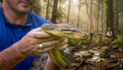 “A Giant African Python Has Been Officially Confirmed by Herpetologists During a Field Expedition  “