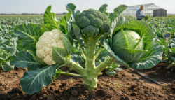 Many people don’t realize it, but cauliflower, broccoli and cabbage are all different varieties of the very same plant
